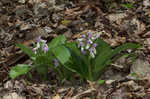 Showy orchis <BR>Showy orchid